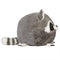 Baby Raccoon 15" - Squishable