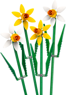 Daffodils