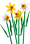 Daffodils