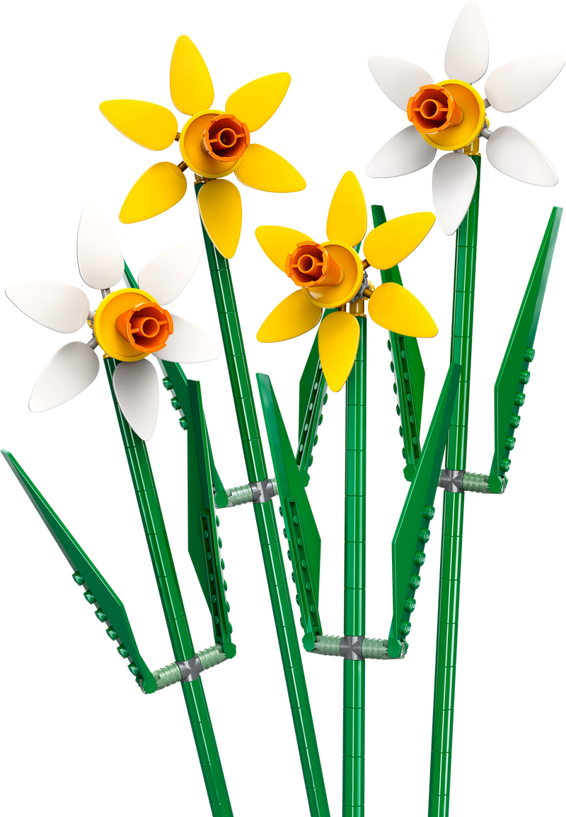 Daffodils