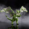 Green Dragon - Dungeons & Dragons Dicelings
